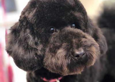 Black poodle with a fluffy face, looking at the camera.