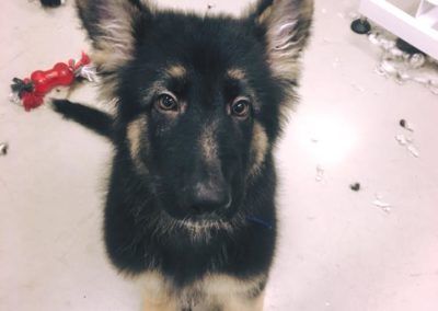 Black and tan German Shepherd puppy looks at the viewer, light background with a red toy.