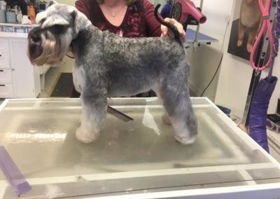 Schnauzer dog on grooming table, being held by a person.