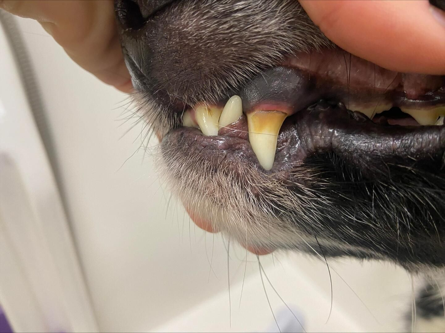 Veterinarian examining a dog's teeth; gloved hands, close-up, indoor setting.
