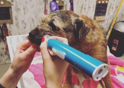 Person using a blue trimmer to groom a brown terrier dog's ear on a pink towel.