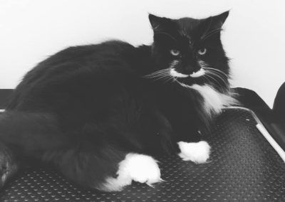 Black and white cat with white paws and chest, lounging on a textured surface.