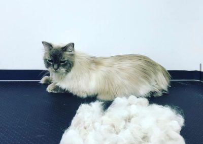 A long-haired cat lies beside a pile of fur on a black surface against a white wall.