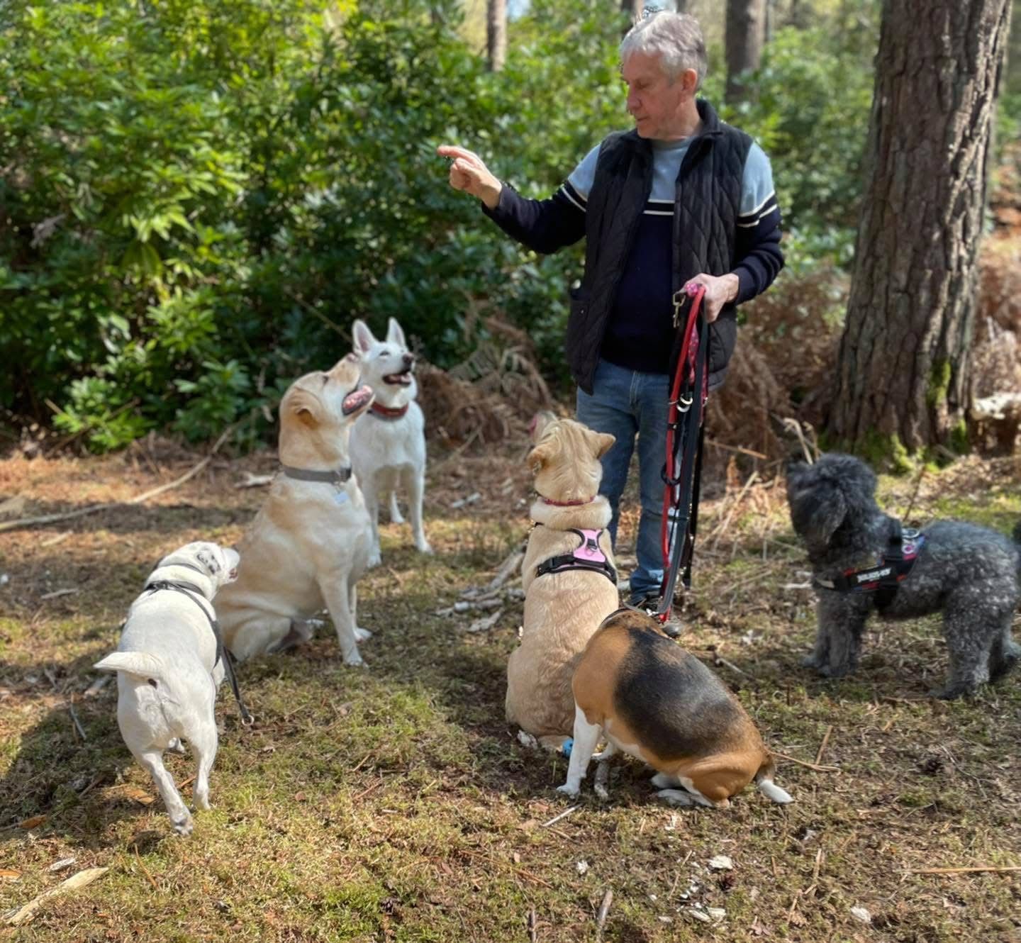 Man points to the side, surrounded by six dogs in a forest setting.