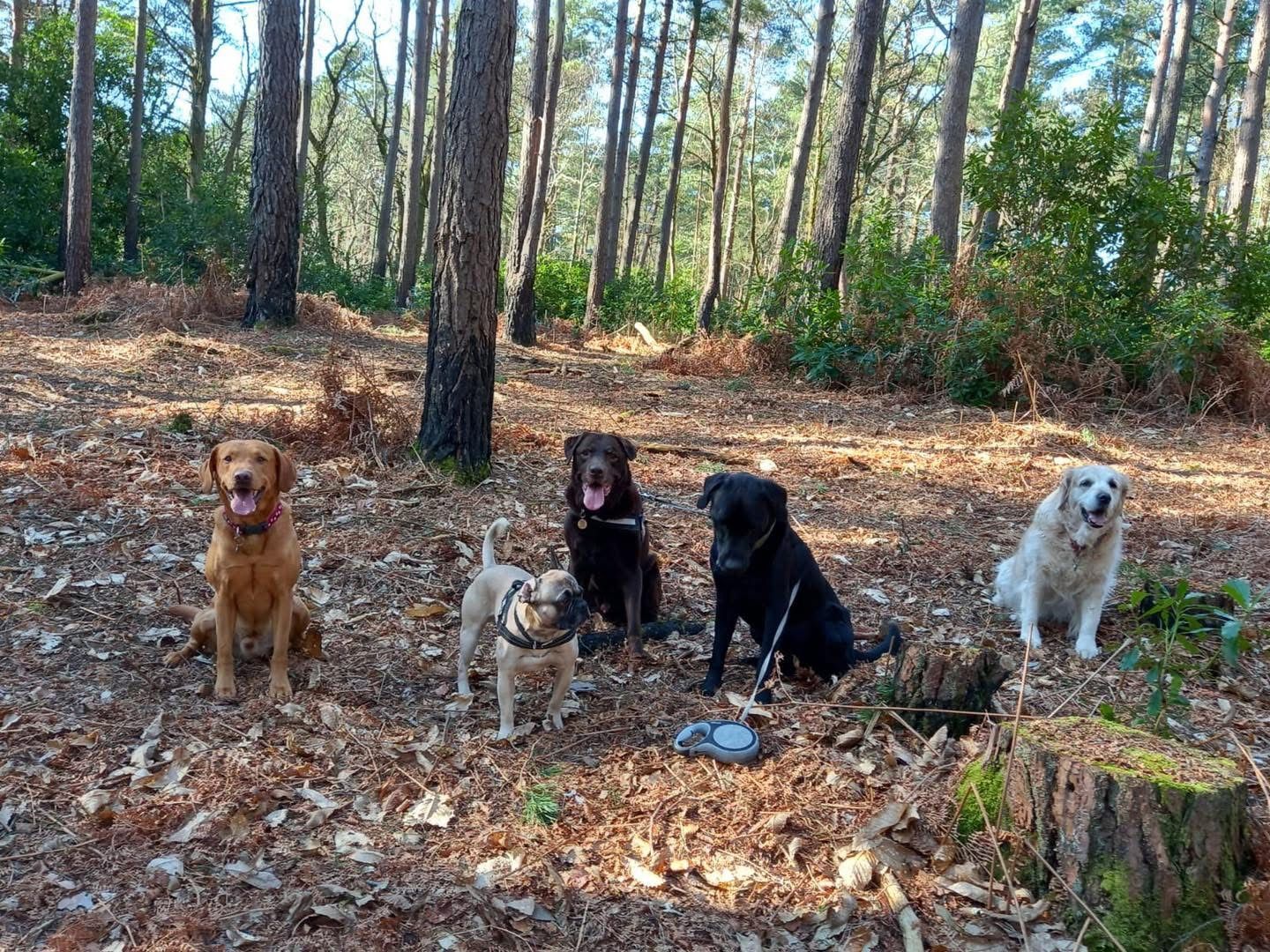 Five dogs of varying breeds sit in a forest. One is golden, one is brown, one is black, and one is a pug.
