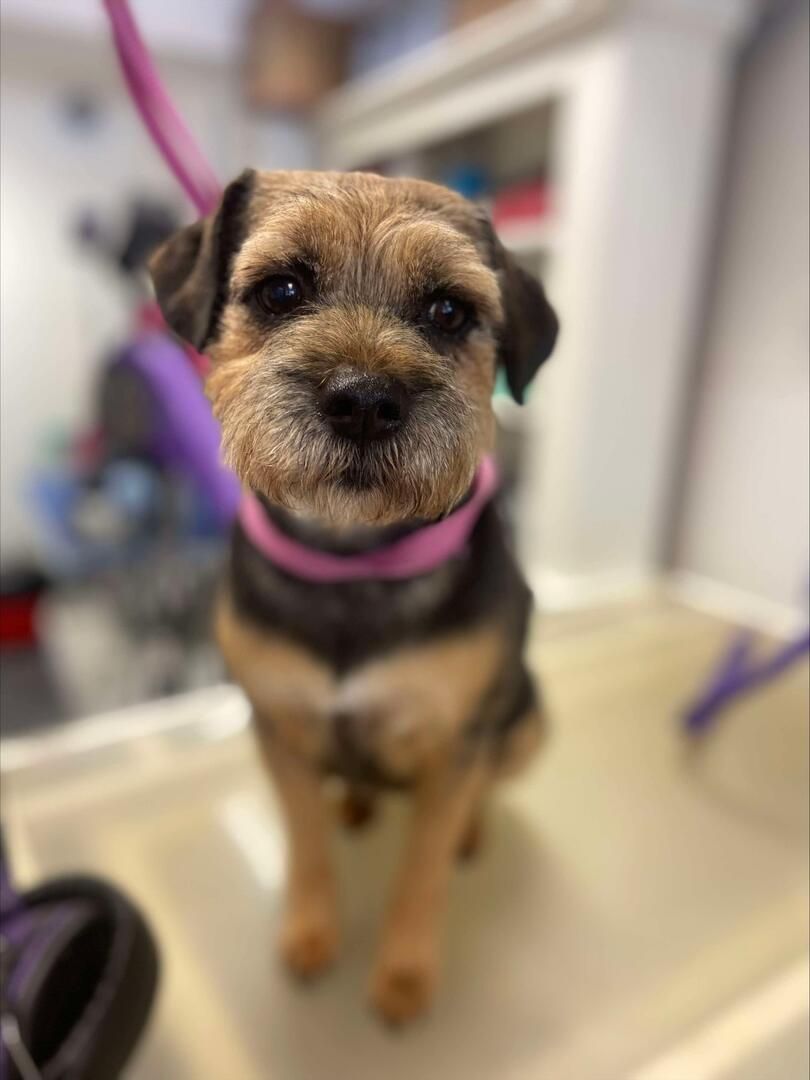 Two sleeping golden retrievers in dog beds, one on its back with paws in the air.
