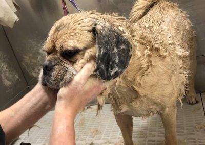 Wet pug being bathed, held by hands, in a white, tiled stall.