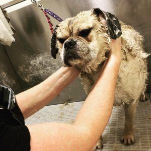 Dog being held by someone while getting a bath, looking grumpy.