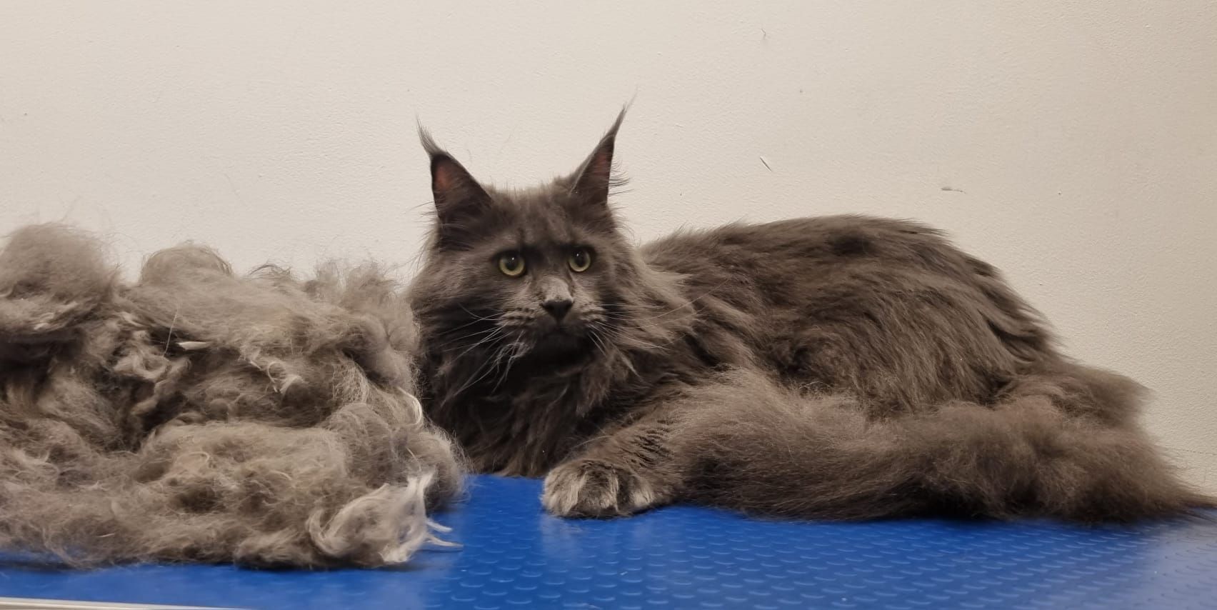 A gray Maine Coon cat next to a pile of shed fur on a blue surface.