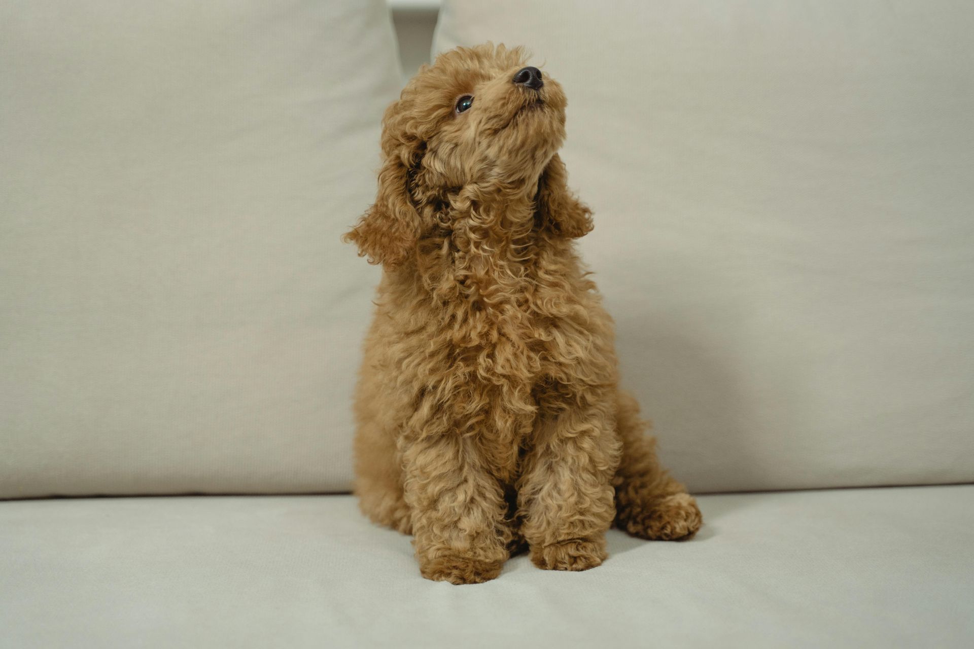 Brown poodle looking up, sitting on a cream-colored couch.