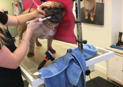 A person brushes a bulldog's face at a grooming station. A blue towel and brush are nearby.