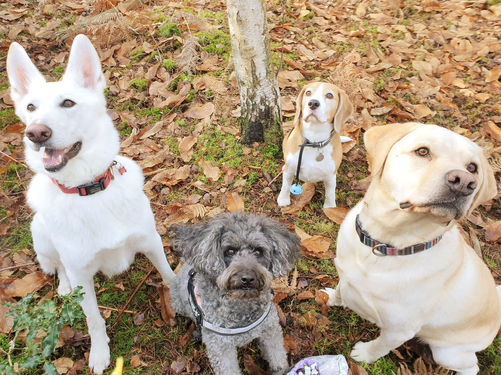Four dogs pose outdoors: a white shepherd, a beagle, a poodle, and a yellow lab.