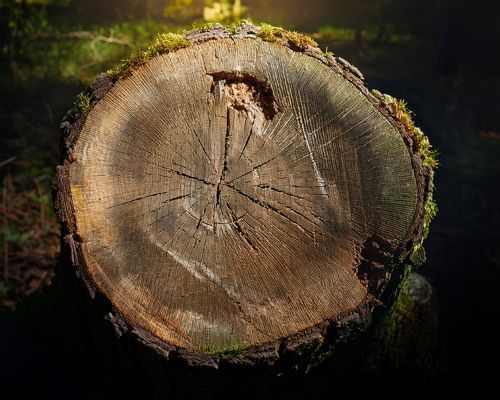 Stump Removal