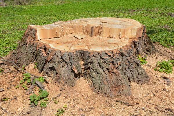 Hidden Dangers of Tree Stumps