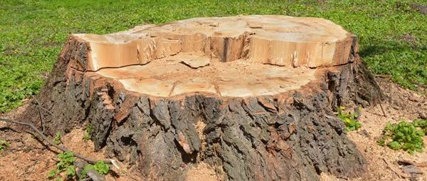 Dangers of Tree Stumps