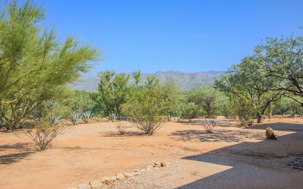 Desert landscape with trees, sparse vegetation, sandy ground, and mountains under a blue sky.