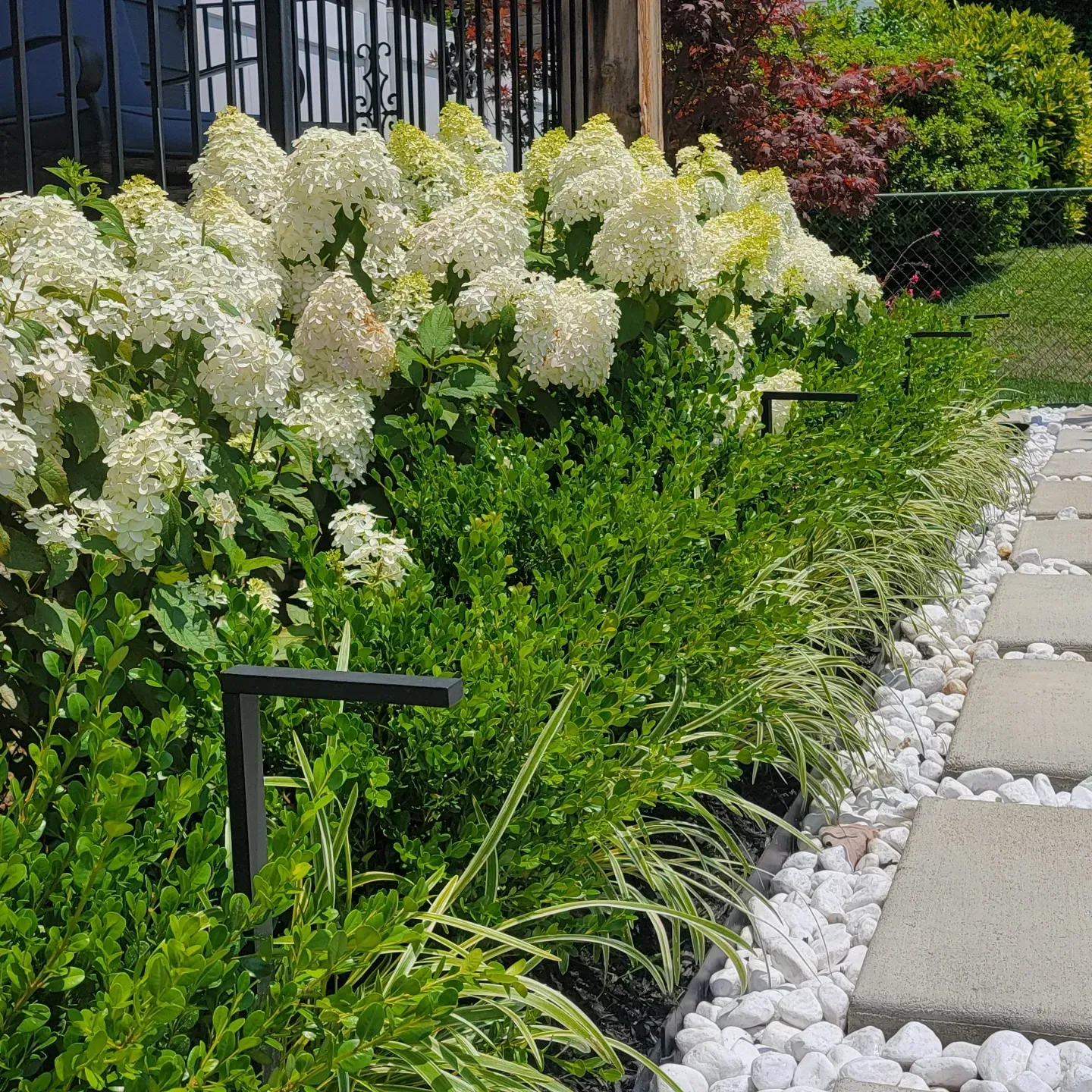 White hydrangea bushes and green shrubs line a walkway bordered by white landscaping rocks and black path lights.