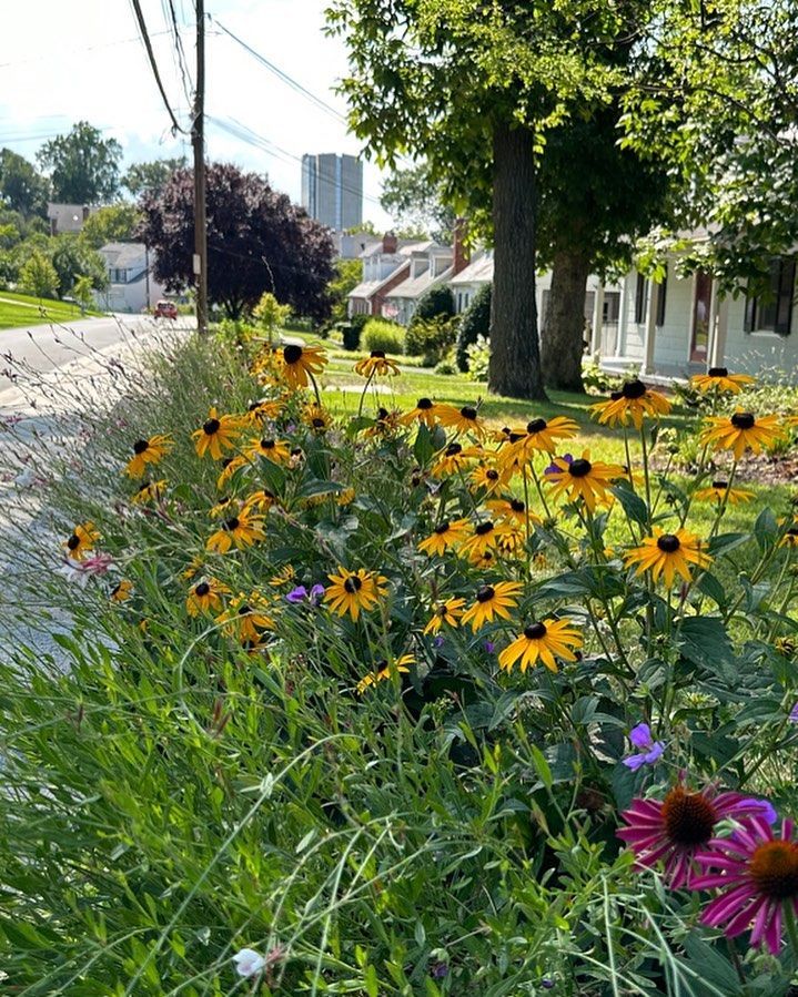 A vibrant garden bed of yellow black-eyed Susans and purple coneflowers lining a sunlit residential street.