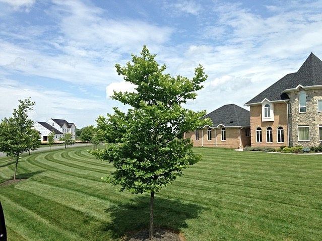 A large, multi-story brick home with a landscaped lawn and two young trees under a bright blue sky.