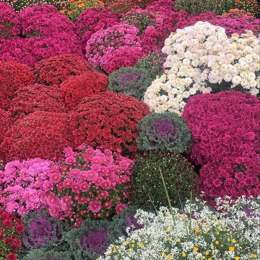 A vibrant display of assorted autumn chrysanthemums in shades of deep red, bright pink, white, and purple, with kale plants.