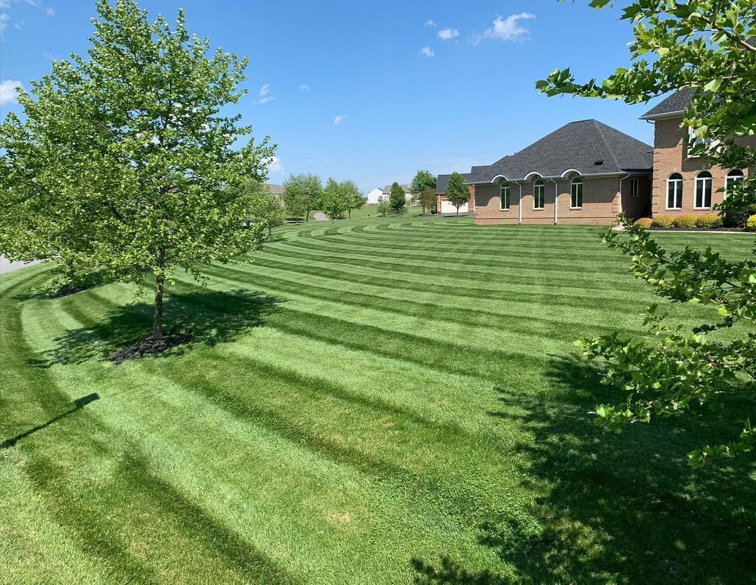 A freshly mowed residential lawn with distinct stripes on a sunny day, featuring a young tree and nearby brick houses.