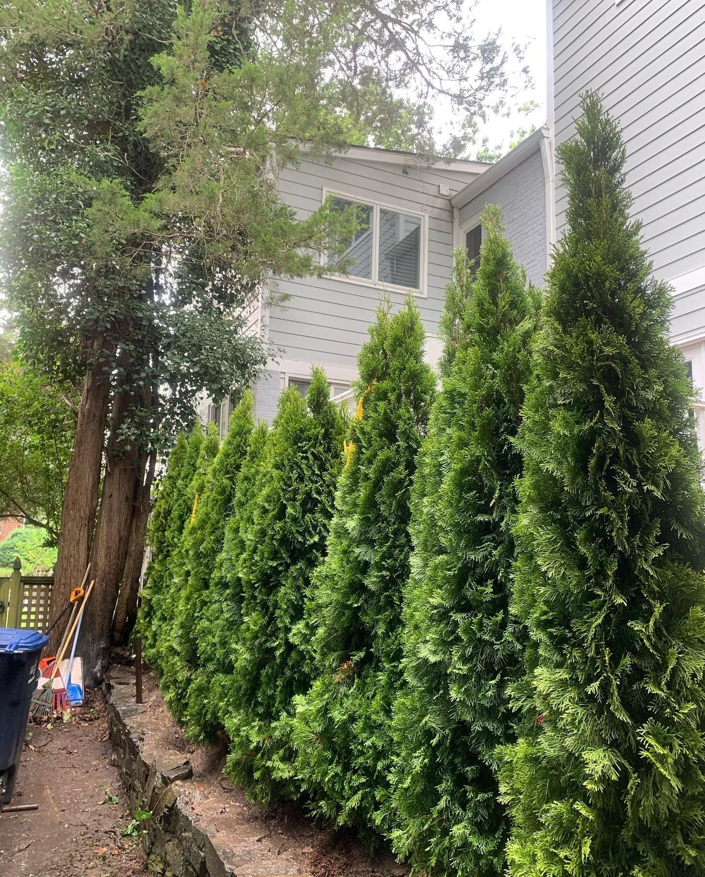 A person pushes a green, mud-caked power lawn aerator across a residential grass lawn.