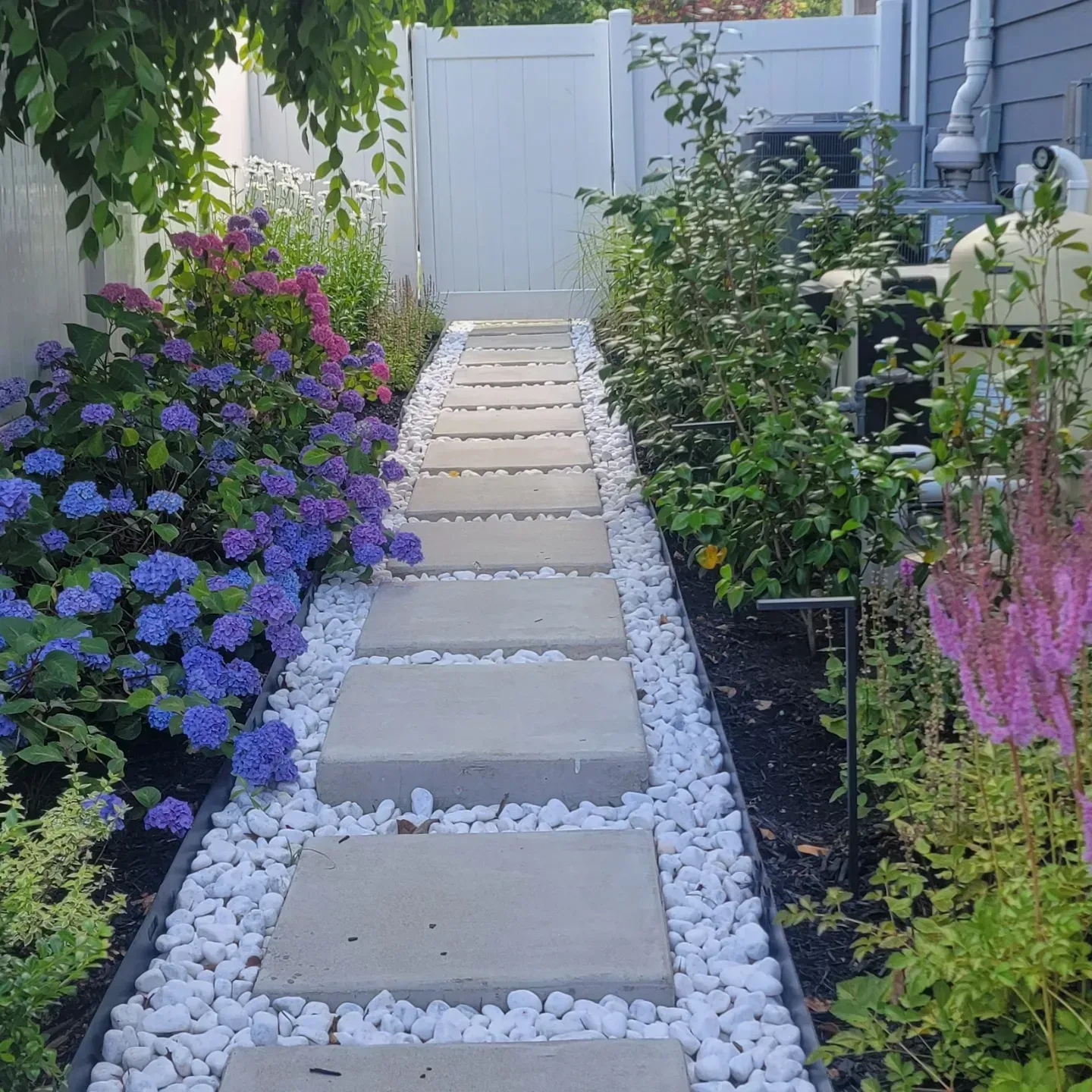 A stone walkway flanked by blue and purple hydrangea bushes and white gravel, leading to a closed white gate in a yard.
