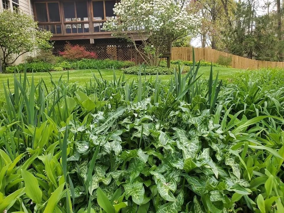 A patch of green leafy plants with white mottled patterns growing in a garden, surrounded by tall, thin green leaves.