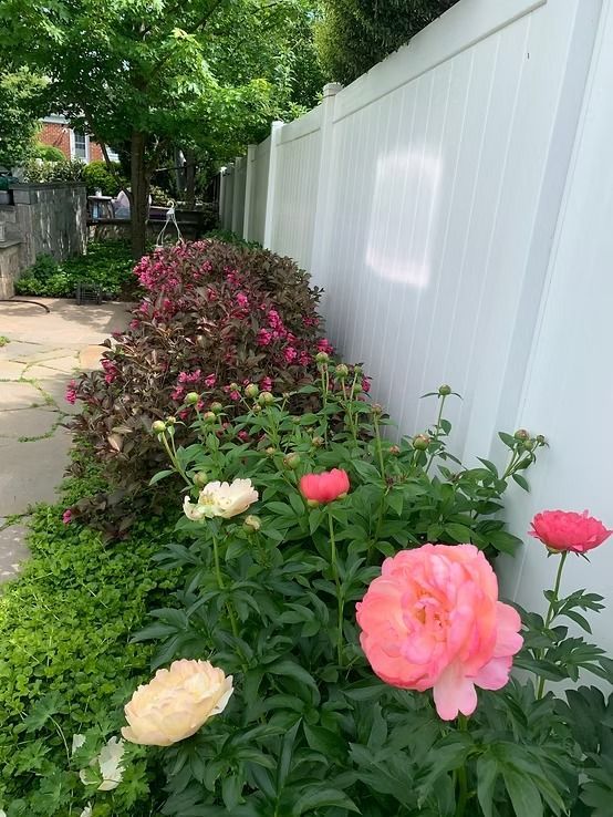 Peonies with pink and cream blooms grow in a garden beside a dark-leaved bush and a white fence.