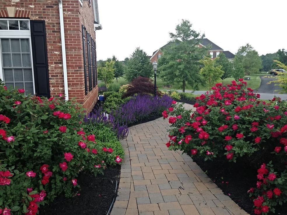 A brick house corner with a stone walkway flanked by vibrant red rose bushes and a border of purple salvia.