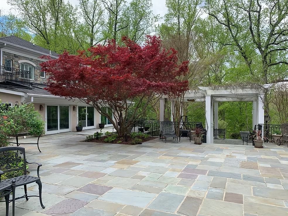 A stone patio features a large Japanese maple tree with vibrant red leaves beside a white wooden pergola.