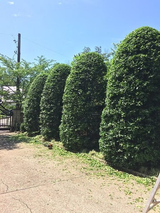 A row of tall, sculpted, evergreen hedges stands along a path with a glimpse of a gate and house in the background.