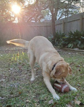 Large dog playing outside with football