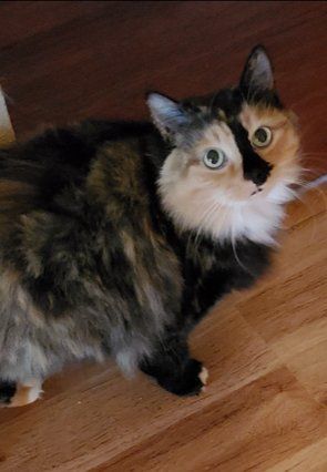 Fluffy Calico Cat looking up at camera