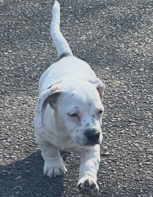 White Bulldog Terrier mix with light gray spots going on a walk