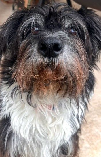 Happy Little Brown Terrier Dog with Long Fur