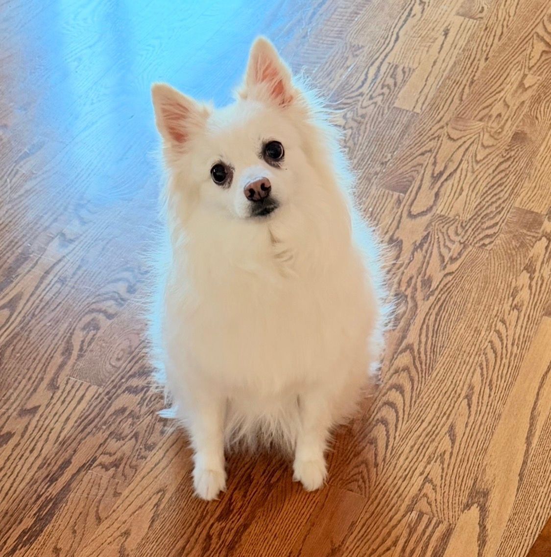 Pet Sitting for small Eskimo Dog