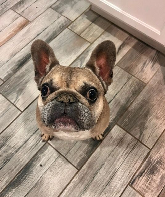 French Bulldog Posing for Pet Sitter to take a photo