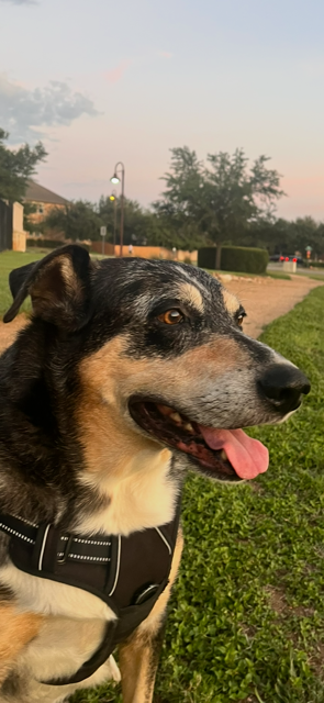 Shepherd Mix Dog Resting from Walk with Pet Sitter