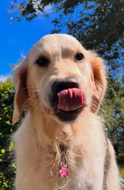 Golden Retriever Dog Enjoying Being Outside