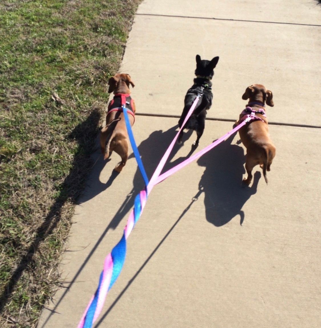 Pet Sitter Walking three dogs at once in Cedar Park, Texas