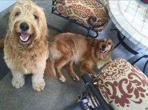 Two large dogs enjoying being outside on a patio