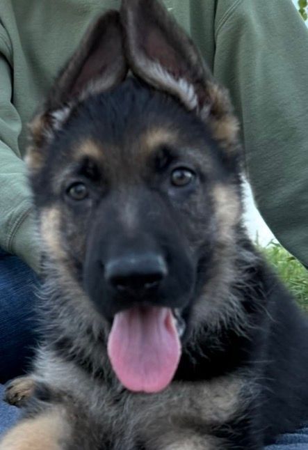 German Shepherd on a walk with dog sitter