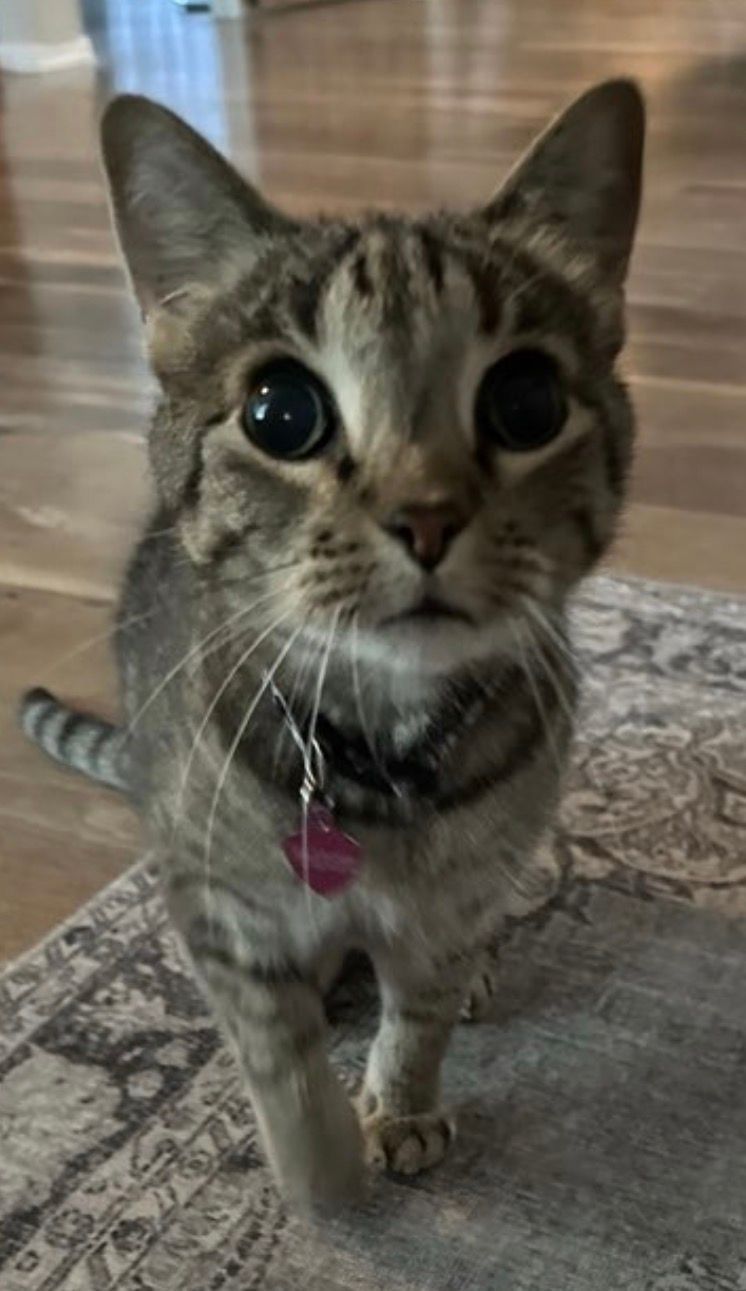 Cat Sitting for Tabby Cat