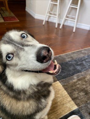Large dog smiling at the camera