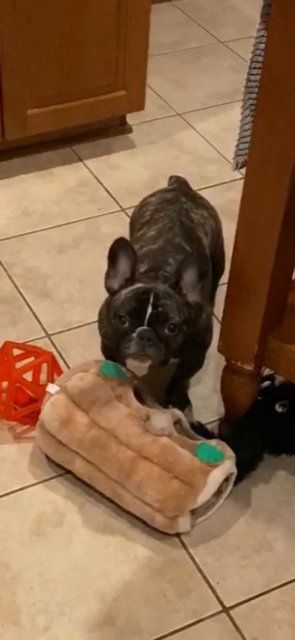 Little Dog Playing with Toys