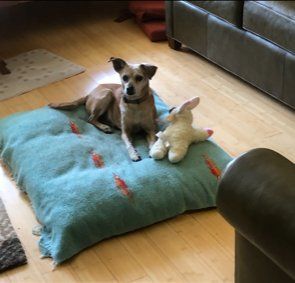 Medium light colored dog resting on pillow with toy