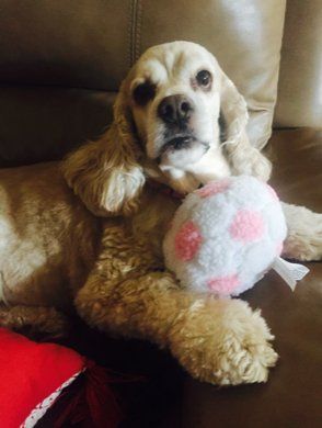 Light colored medium dog playing with pink and white soft toy ball
