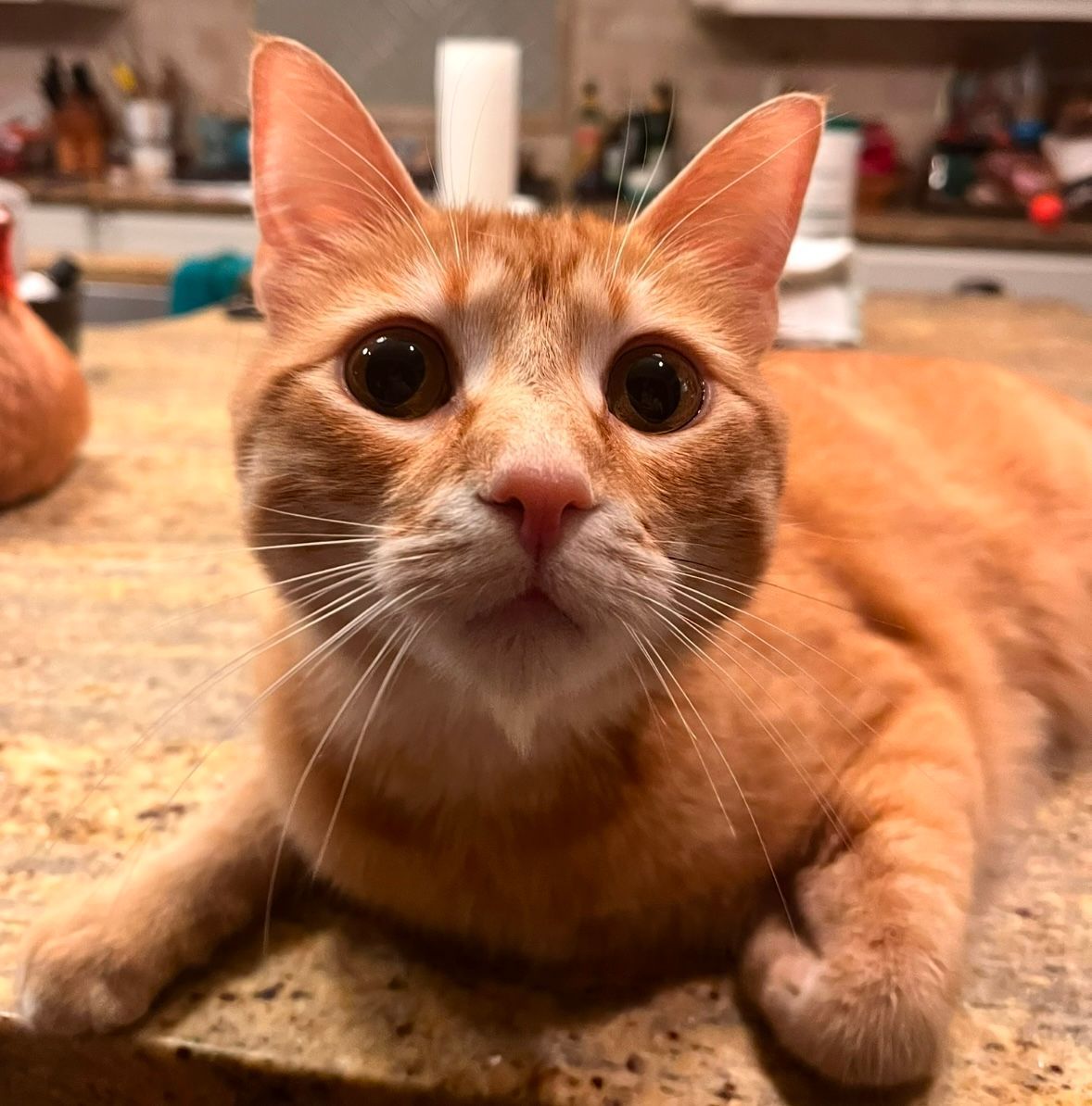 Orange Tabby Cat Lounging on Counter in Cedar Park, Texas