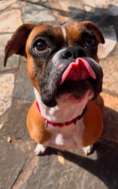 Medium Boxer Dog Sitting Outside looking at Pet Sitter